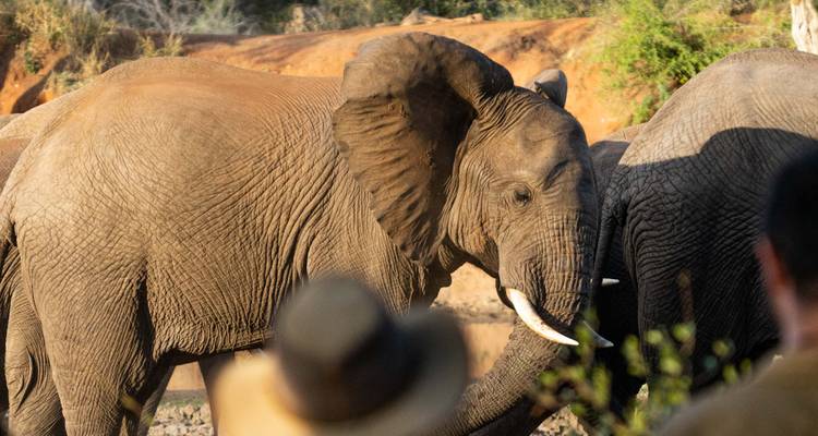 Large bull elephant flapping its ears beside a watering hole with a safari hat in soft focus foreground.