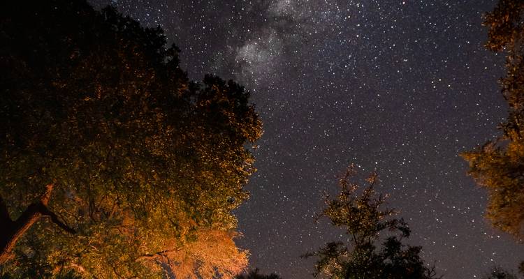 Clear night sky filled with countless stars and the Milky Way above softly lit treetops.