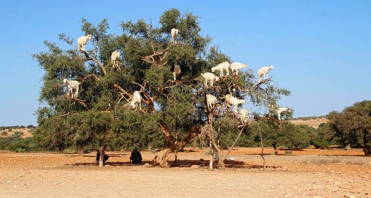 Geiten die in een arganboom klimmen in Marokko.
