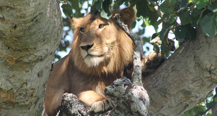 Tree-climbing lion resting on a large branch and looking into the distance.