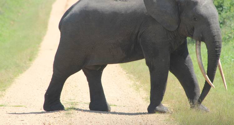 African elephant with long curved tusks crossing a dirt track in open savanna.