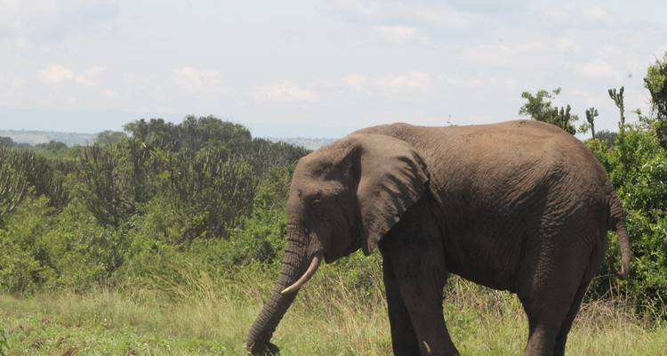 Side view of an elephant grazing against a backdrop of green acacia scrub and distant hills.
