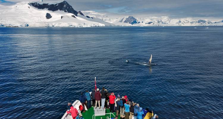 Group of people on a boat watching orcas in Antarctic waters with snowy mountains in the background.