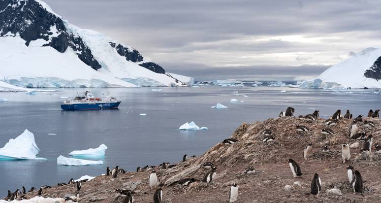 Large ship on Antarctic waters with many penguins along the shore.