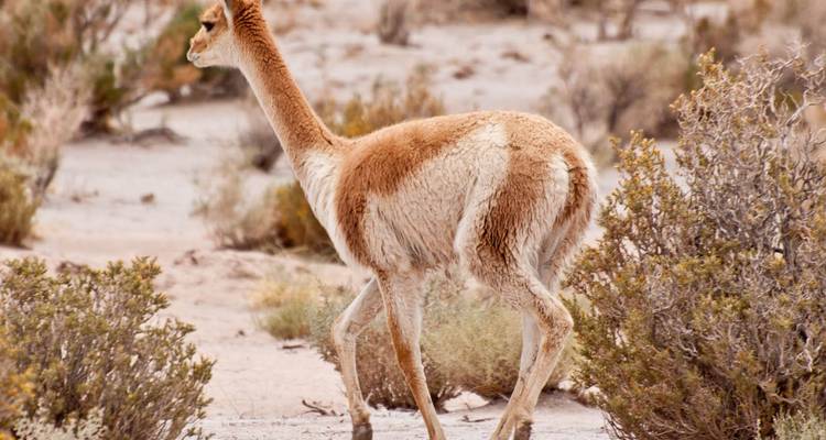 Een vicuña die loopt in een droog landschap.