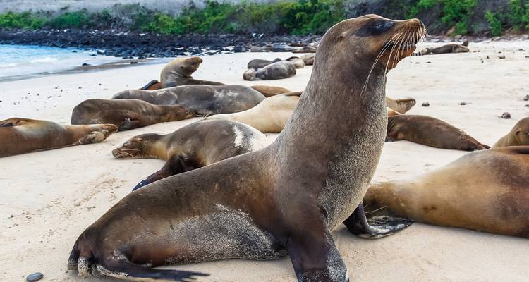 Seelöwen, die an einem Sandstrand auf den Galápagos-Inseln faulenzen.