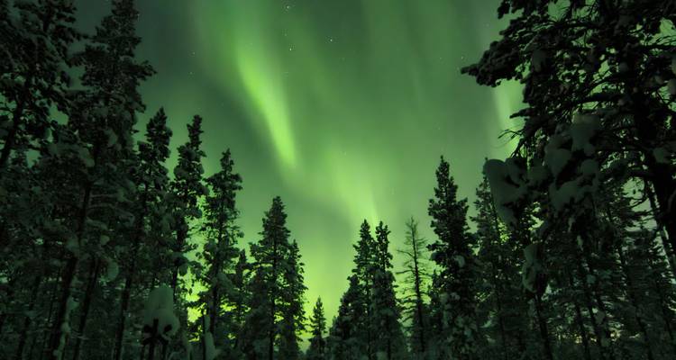 Aurora boreal verde vibrante danzando sobre un bosque de pinos nevados en una clara noche de invierno