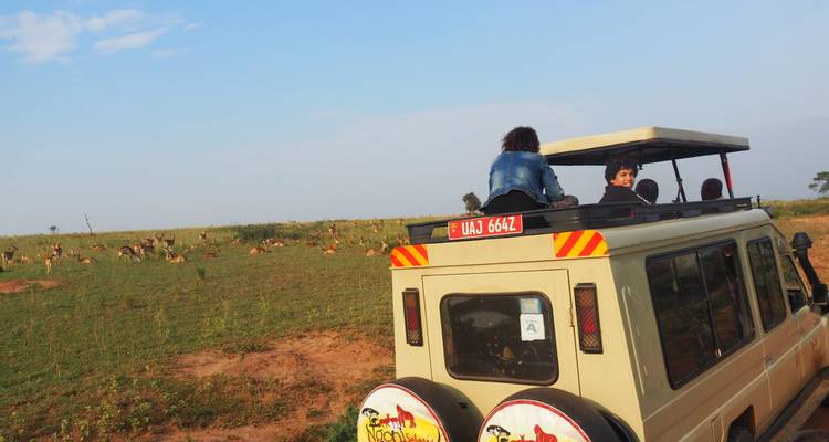 Véhicule de safari avec des personnes observant la faune dans une prairie