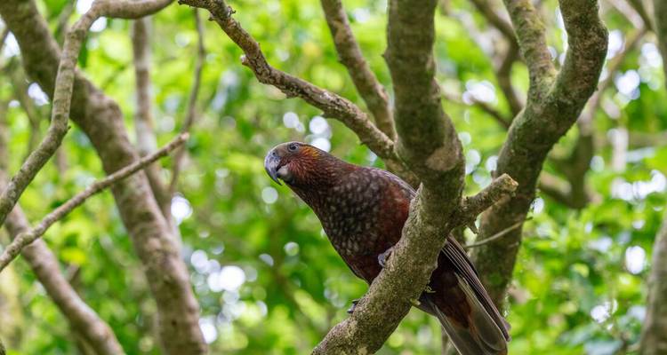 Loro en un frondoso bosque verde posado en la rama de un árbol.