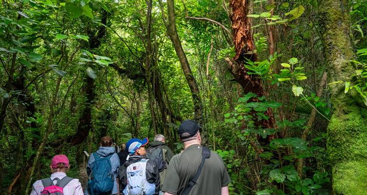 Groep mensen wandelend in een weelderige bosomgeving.