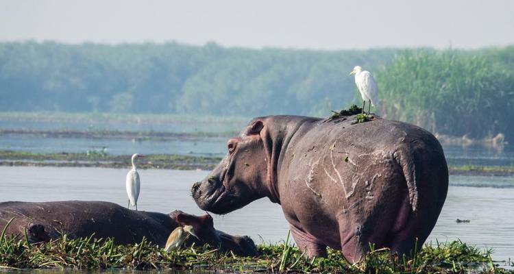 Hippos and birds in a river setting.