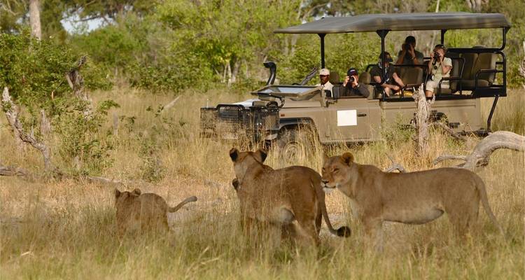 Safari with lions and an open safari vehicle.