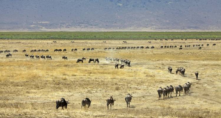Gnoe-migratie in de savanne.