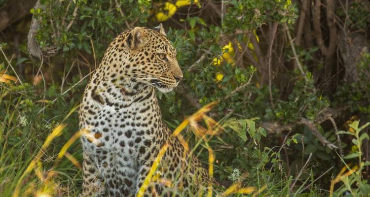 Luipaard rustend in grasrijke omgeving.