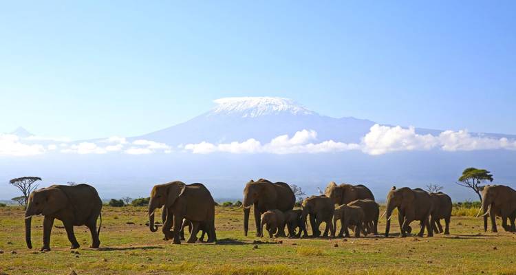 Olifanten die lopen met de Kilimanjaro op de achtergrond.