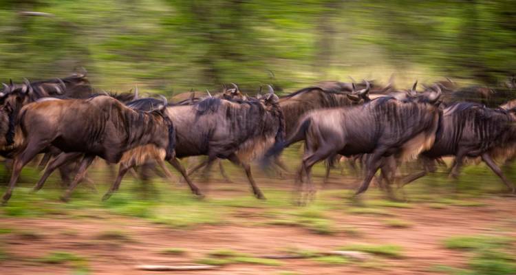 Bewegingsonscherpe gnoes rennend in het bos.