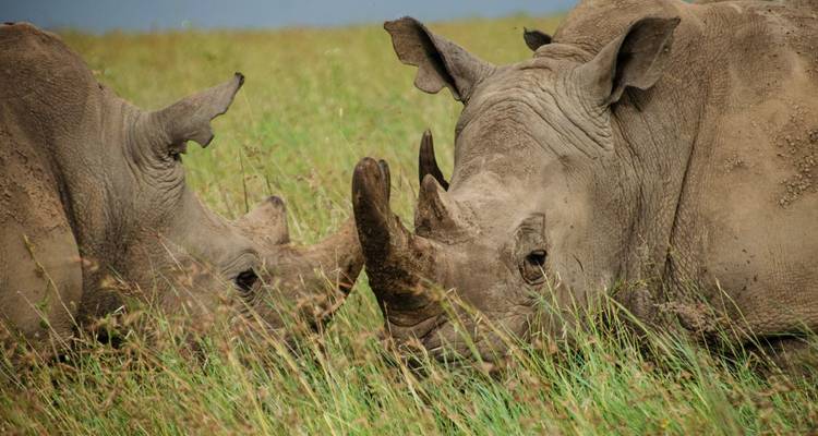 Close-up van twee neushoorns die grazen.