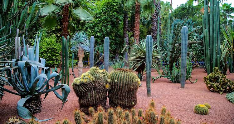 Exuberante jardín de cactus con suculentas variadas y palmeras en senderos de grava rojiza.