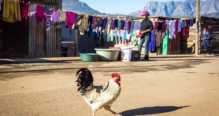 Persona y un gallo en un entorno de pueblo.
