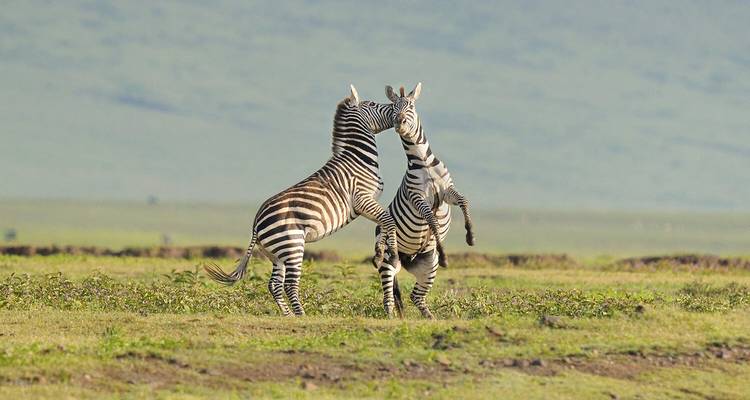 Two zebras playfully interacting in a grassy field.