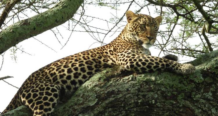 Leopard resting on a tree branch.