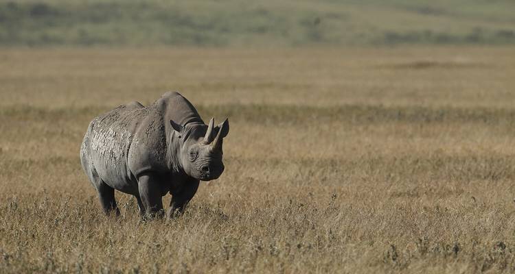 A rhino standing in a grassy field.