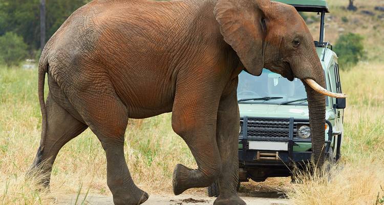 An elephant walking past a safari vehicle.