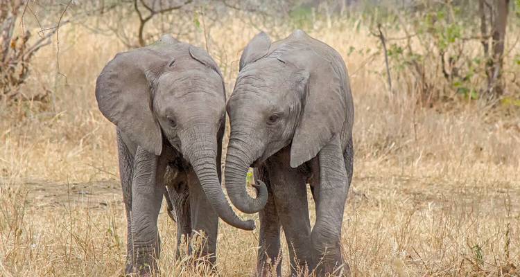 Two baby elephants standing in dry grass.