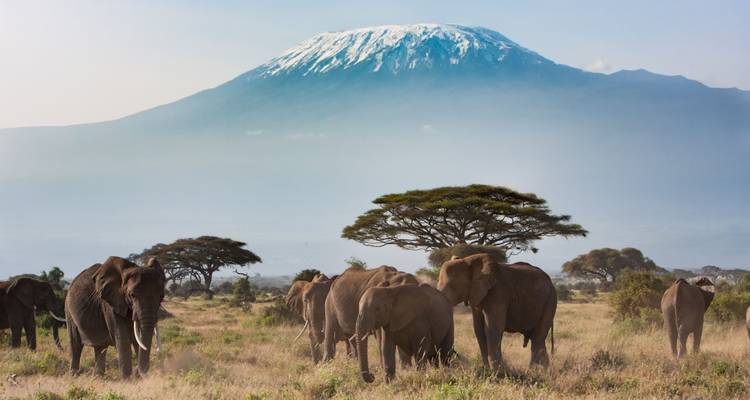 Elephants with Mount Kilimanjaro in the background.