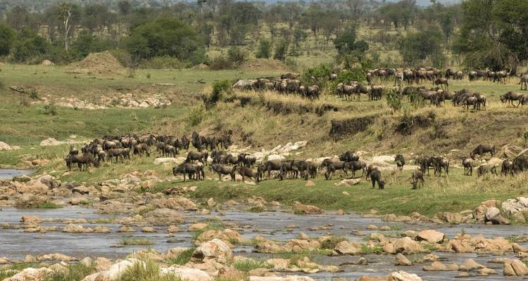 Les énormes troupeaux de gnou se rassemblent le long d'une rive rocheuse de rivière en préparation de la traversée.