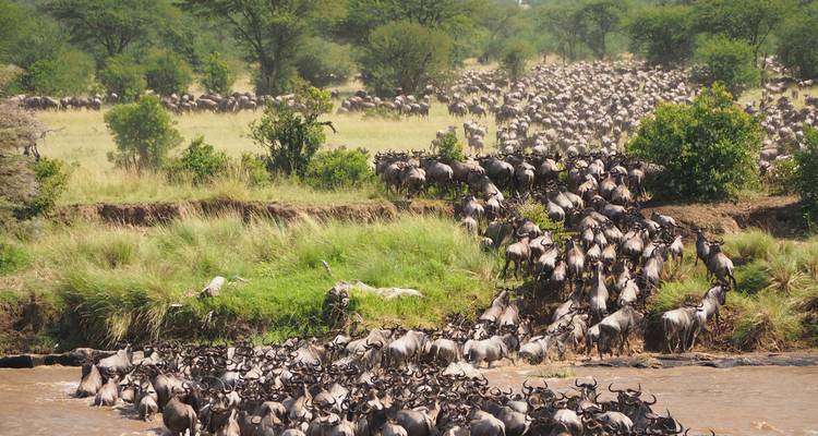 Une longue colonne de gnous franchit un fleuve boueux lors de la grande migration