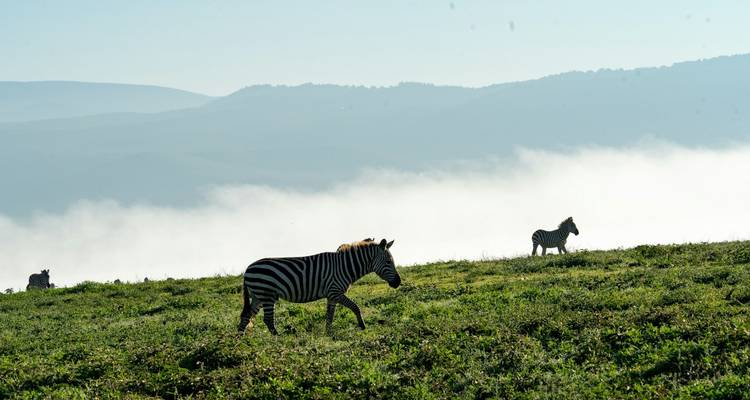 Les zèbres paissent sur le bord d'un cratère brumeux avec un brouillard blanc recouvrant la vallée en dessous