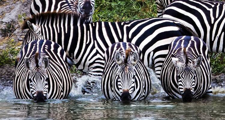 Cebras bebiendo agua.