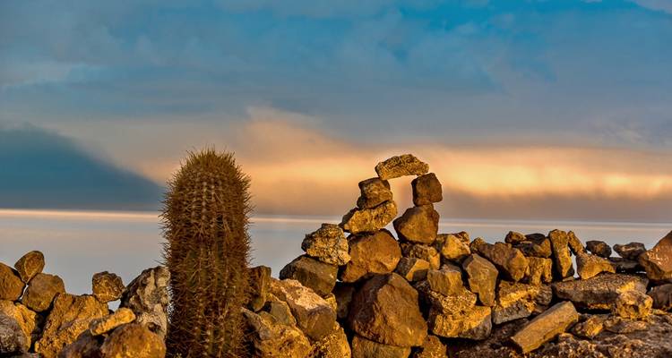 Cactus con formaciones rocosas al atardecer sobre salares.