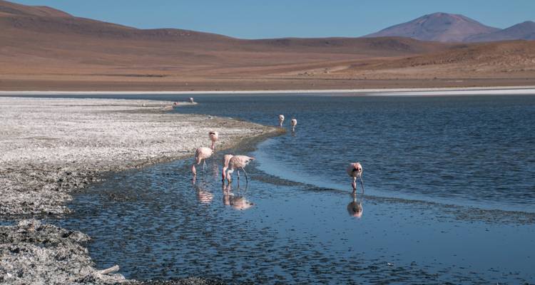 Flamencos parados y alimentándose en una laguna rodeada de montañas.