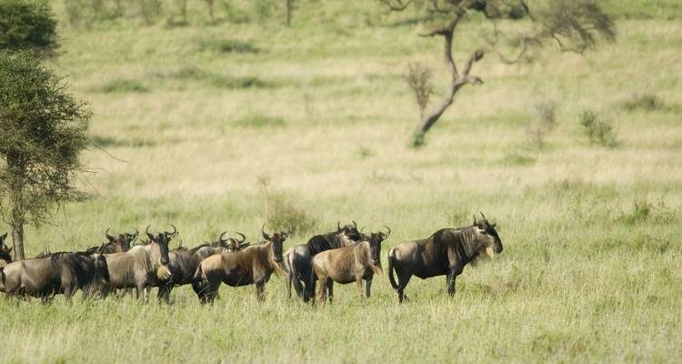Wildebeestherde, die wachsam in der offenen grasbewachsenen Savanne steht.