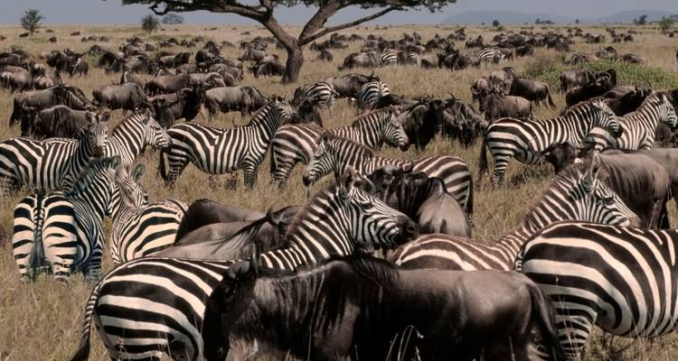 A large herd of zebras on a savannah plain.