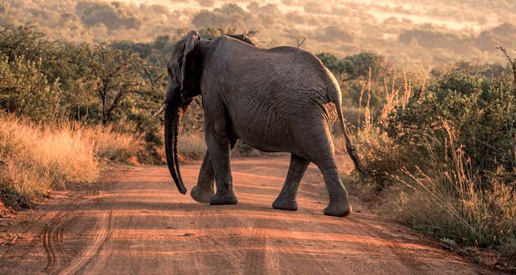 Elefant, der bei Sonnenuntergang auf einer Schotterstraße läuft.