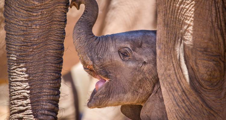 Nahaufnahme eines Elefantenkalbs, das den Rüssel eines erwachsenen Elefanten berührt.