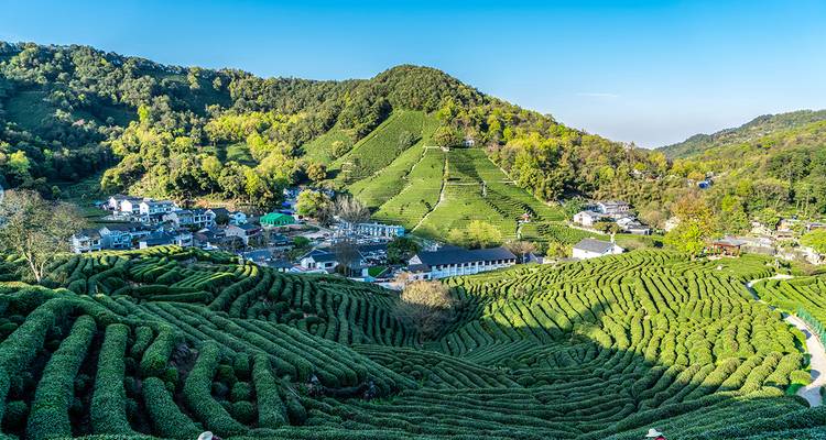 Exuberantes plantaciones de té verde en Hangzhou, China.