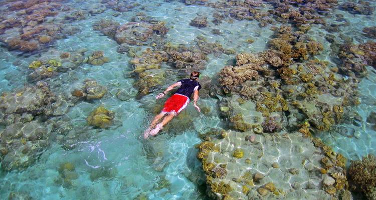 Snorkeler exploring shallow coral gardens of the Great Barrier Reef in clear turquoise water.