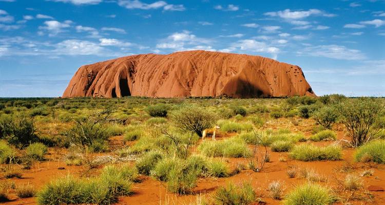 Tagesansicht des Uluru, der sich über rotes Wüstengestrüpp unter einem strahlend blauen Himmel erhebt.