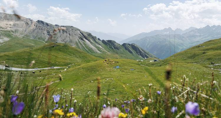 Malerische Aussicht auf alpine Berge mit Wildblumen.