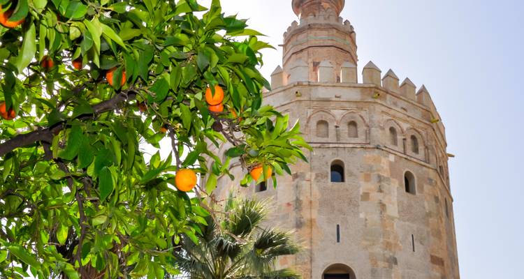 Orangenbaum und der Torre del Oro in Sevilla.