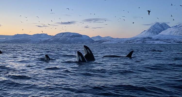 Orcas, die im Ozean aus dem Wasser springen, mit schneebedeckten Bergen und einem dämmrigen Himmel.