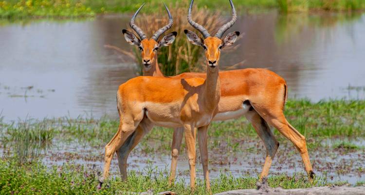 Two impalas standing in a marshland area