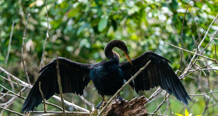 Anhinga déployant ses ailes dans une forêt tropicale.