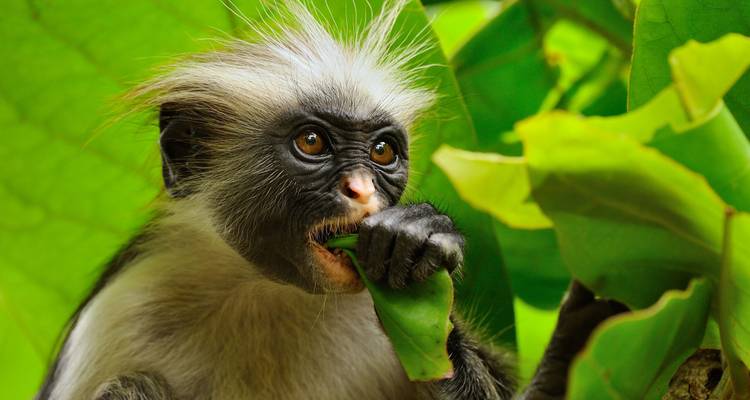 Un mono comiendo hojas en un entorno exuberante.