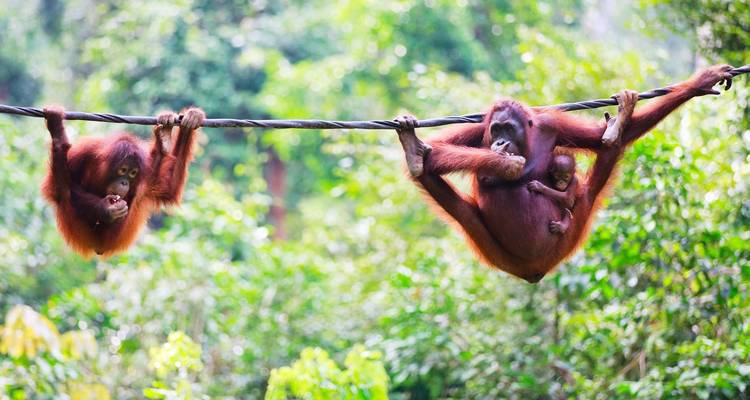 Deux orangs-outans, dont l'un avec un bébé, suspendus de manière ludique à une corde sur fond de jungle verdoyante luxuriante.