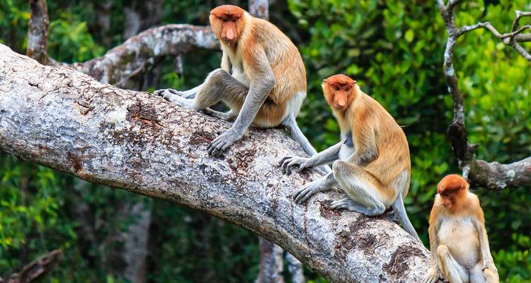 Trio de singes nasiques perchés sur une branche d'arbre épaisse dans une forêt de mangroves dense.